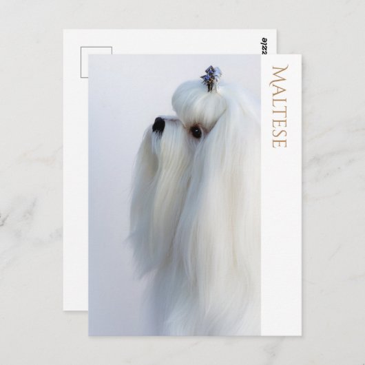 Maltees Briefkaart (Voorkant / Achterkant)