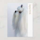 Maltees Briefkaart (Voorkant)