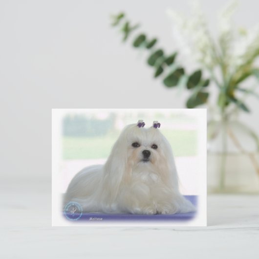 Maltees Briefkaart (Staand voorkant)