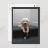 Maltees Briefkaart van Bichon-honden (Voorkant / Achterkant)