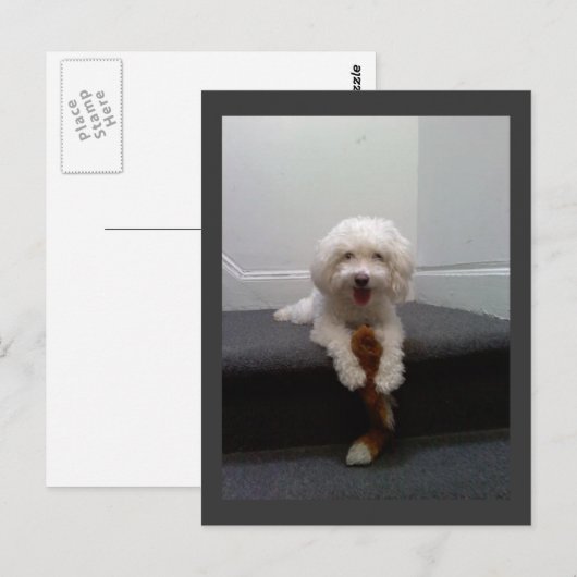 Maltees Briefkaart van Bichon-honden (Voorkant / Achterkant)