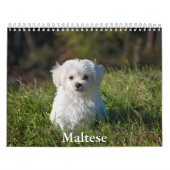 Maltees Calendar Kalender (Hoes)