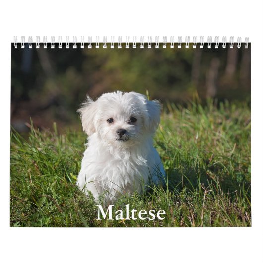 Maltees Calendar Kalender (Hoes)