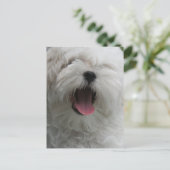 Maltees Dog Briefkaart (Staand voorkant)