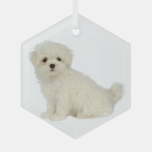 Maltees Dog Pet Animal Glass Ornament