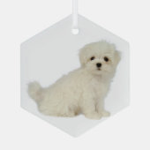 Maltees Dog Pet Animal Glass Ornament (Achterkant)