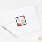 Maltees Dog Poinsettia Border Kerstmis Vierkante Sticker (Envelop)