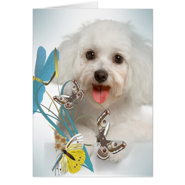 Maltees Dragonfly & Butterfly-kaarten (Voorkant)