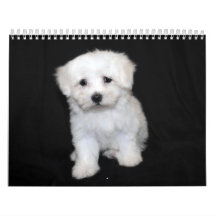Maltees en Maltipoo Puppy Calendar