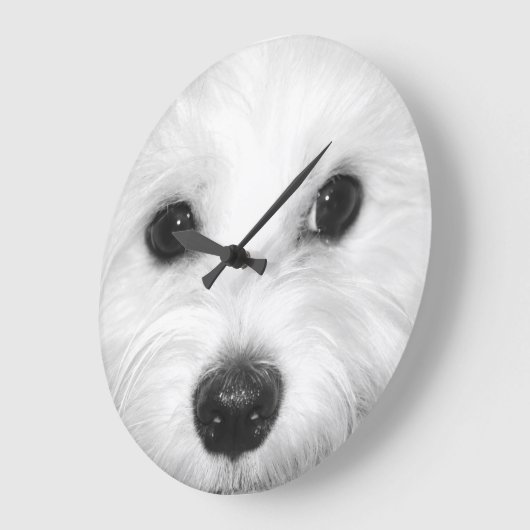 Maltees en zijn charmante attributen neus en ogen grote klok (Hoek)