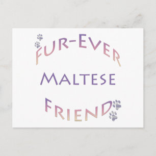 Maltees Furever Briefkaart
