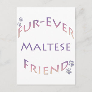 Maltees Furever Briefkaart