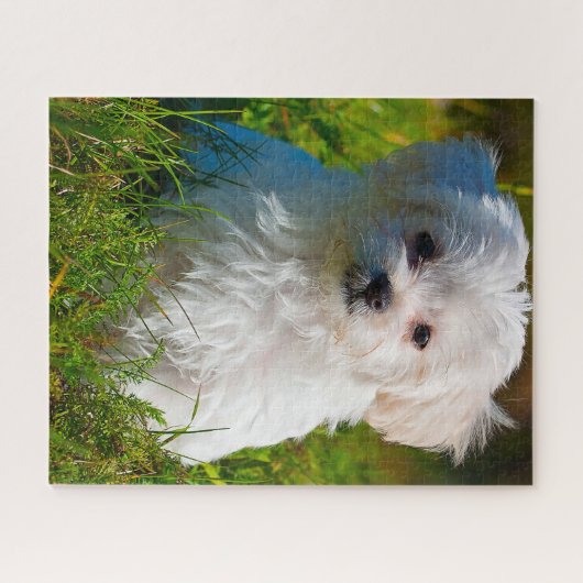 Maltees Hondenras. Legpuzzel (Horizontaal)