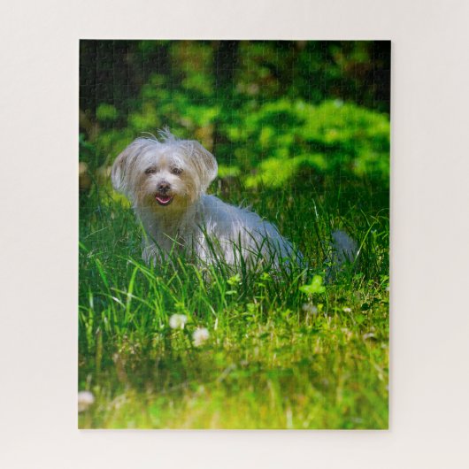 Maltees Hondenras. Legpuzzel (Verticaal)