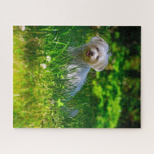 Maltees Hondenras. Legpuzzel (Horizontaal)