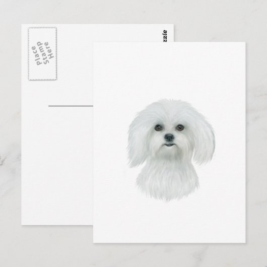 Maltees hoofdportret briefkaart (Voorkant / Achterkant)