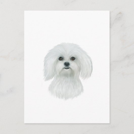 Maltees hoofdportret briefkaart (Voorkant)