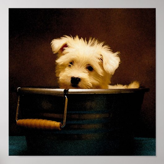 Maltees in Washington Poster (Voorkant)