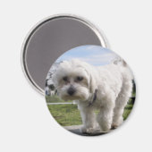 Maltees Magneet (Voorkant / Achterkant)