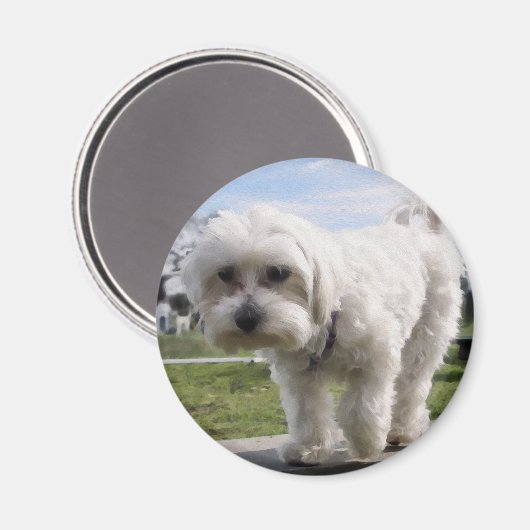 Maltees Magneet (Voorkant / Achterkant)