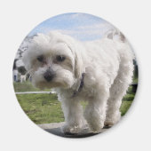 Maltees Magneet (Voorkant)