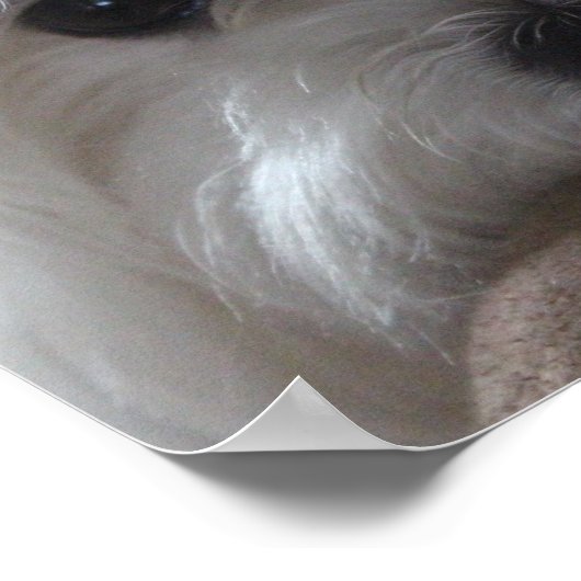 Maltees Poster-Dog-vermogen Poster (Hoek)