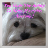 Maltees Poster-Dog-vermogen Poster (Voorkant)