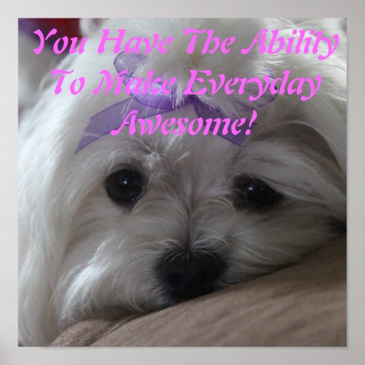 Maltees Poster-Dog-vermogen Poster (Voorkant)