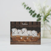 Maltees, Puppies, Basket, "Vijf Puppies", Wit Briefkaart (Staand voorkant)