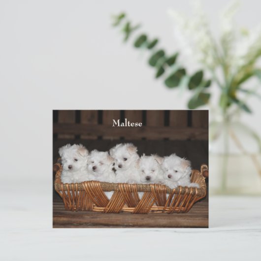 Maltees, Puppies, Basket, "Vijf Puppies", Wit Briefkaart (Staand voorkant)
