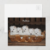 Maltees, Puppies, Basket, "Vijf Puppies", Wit Briefkaart (Voorkant / Achterkant)