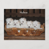 Maltees, Puppies, Basket, "Vijf Puppies", Wit Briefkaart (Voorkant)