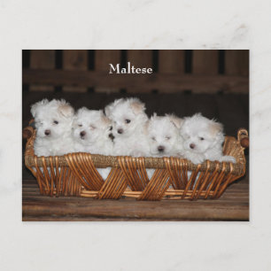 Maltees, Puppies, mandje, "Vijf Puppies", wit Briefkaart