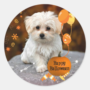 Maltees Puppy Celebrates Halloween Ronde Sticker