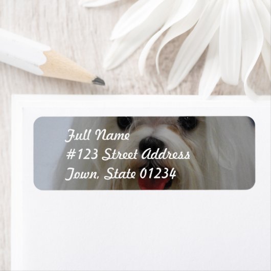 Maltees puppy Mailing Labels (Insitu)