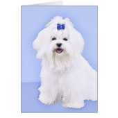 Maltees schilderen - Kute Original Dog Art (Voorkant)