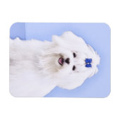 Maltees schilderen - Kute Original Dog Art Magneet (Horizontaal)