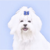 Maltees schilderen - Kute Original Dog Art Sticker (Voorkant)