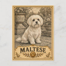 Maltees, Vintage Heritage Hond