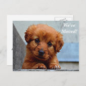 Maltees We hebben nieuw adres Briefkaart verplaats (Voorkant / Achterkant)