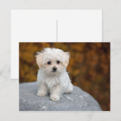Maltees White Puppy Foto Briefkaart (Voorkant / Achterkant)