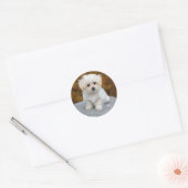 Maltees White Puppy Foto Ronde Sticker (Envelop)