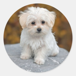 Maltees White Puppy Foto Ronde Sticker