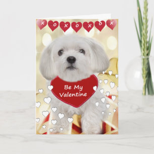 Maltees zijn mijn Valentijn Kaarten