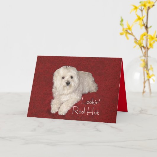 Maltese 60ste verjaardag Wenskaart op rood / wit Kaart (Gele Bloem)