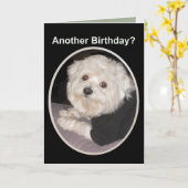 Maltese Birthday Wishes for all Pet Lovers Kaart (Gele Bloem)