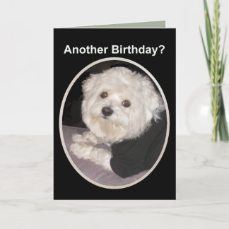 Maltese Birthday Wishes for all Pet Lovers Kaart