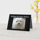 Maltese Birthday Wishes Greeting Card on Black Kaart (Gele Bloem)