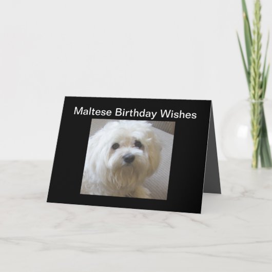 Maltese Birthday Wishes Greeting Card on Black Kaart (Voorkant)