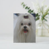 Maltese Briefkaart van puppy (Staand voorkant)